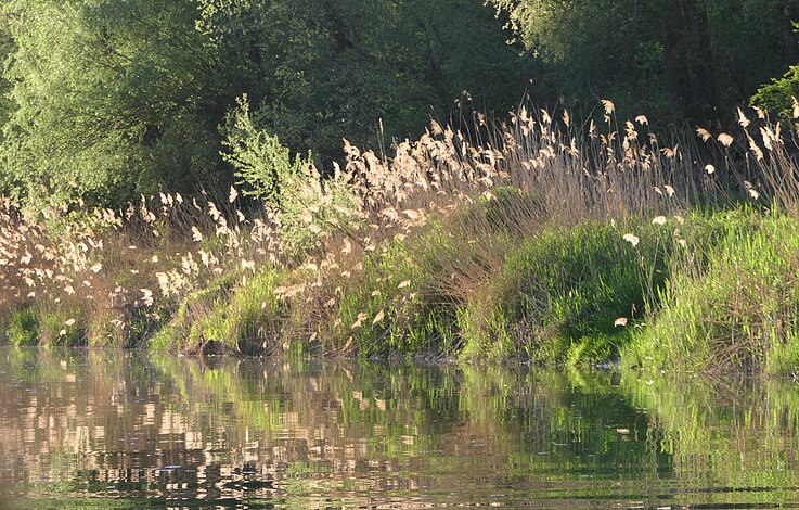 Danube Guides - Donauufer