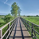 Blick auf den Federseesteg und auf das Moor. Auf der linken Seite stehen vereinzelt Bäume.