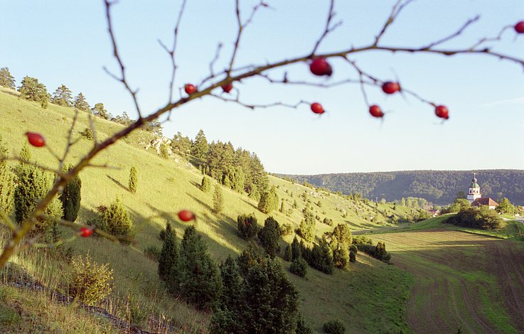 Naturpark Altmühltal - Wacholderheide